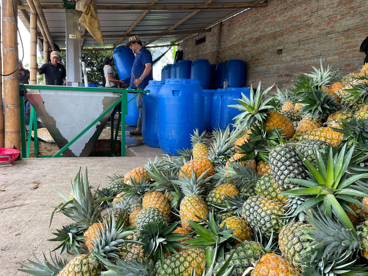 Finca Milan'dan Natural Toffee Culturing işlemine dair görüntüler